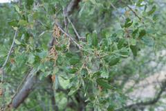 Quercus vaseyana