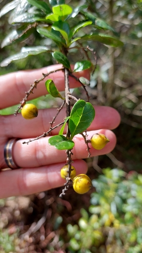 Image of Duranta mutisii by (c) Juan Carlos Caicedo Hernández, some rights reserved (CC BY)