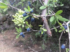 Forestiera phillyreoides