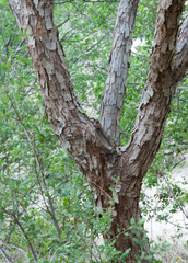 Quercus vaseyana