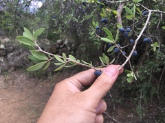 Forestiera phillyreoides