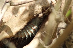 Cachryx defensor