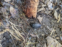 Carabus vinctus