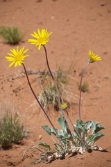 Enceliopsis nudicaulis