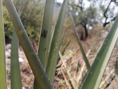 Peltophorus polymitus