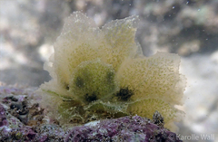 Polybranchia jensenae