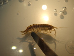 Gammarus roeselii