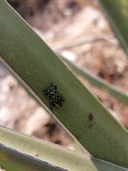 Peltophorus polymitus