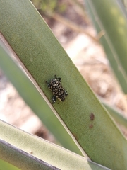 Peltophorus polymitus