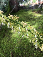 Epidendrum cylindrostachys