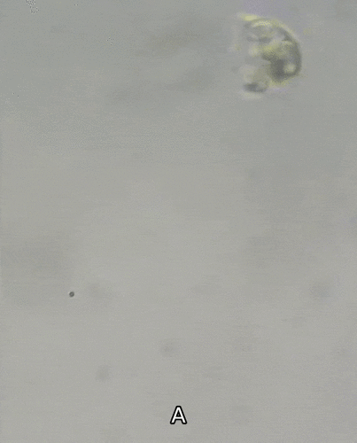 Representative image of Pyramimonadaceae