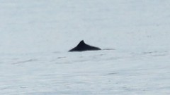 Phocoena phocoena vomerina