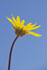Enceliopsis nudicaulis