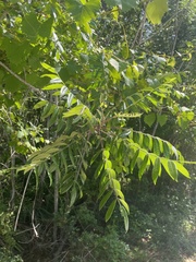 Rhus copallina image