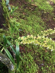 Epidendrum cylindrostachys