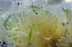 Polybranchia jensenae