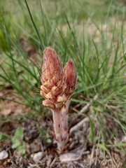 Orobanche amethystea