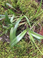 Epidendrum cylindrostachys
