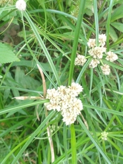 Cyperus seslerioides