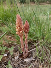 Orobanche amethystea