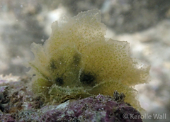 Polybranchia jensenae