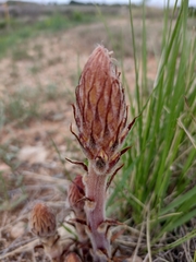 Orobanche amethystea