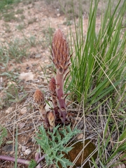 Orobanche amethystea