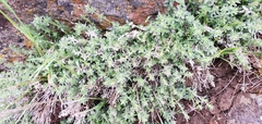 Galium serpenticum
