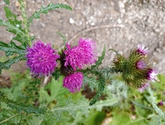 Carduus clavulatus image