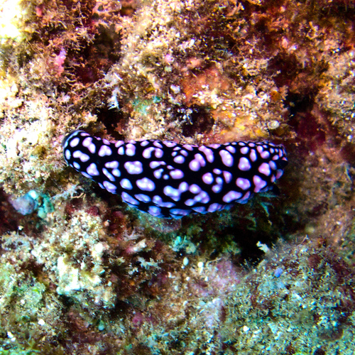 Phyllidiella pustulosa