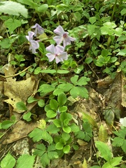 Phlox stolonifera