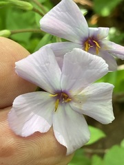 Phlox stolonifera