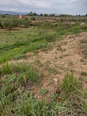 Orobanche amethystea