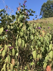 Dissotis princeps