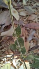 Carlowrightia arizonica