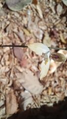 Carlowrightia arizonica
