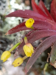 Pterostemma antioquiense