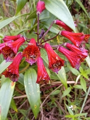 Bomarea bredemeyeriana