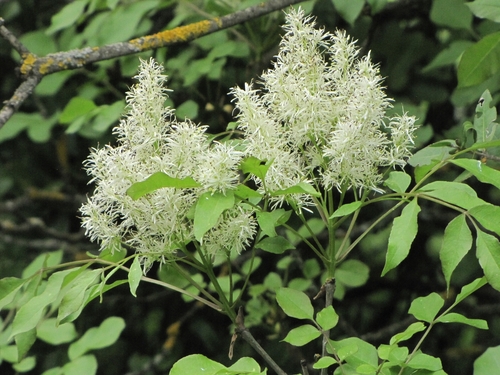 Manna ash