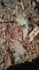 Carlowrightia arizonica