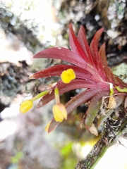 Pterostemma antioquiense