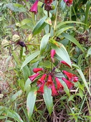 Bomarea bredemeyeriana