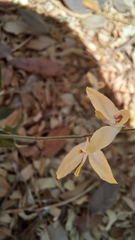 Carlowrightia arizonica