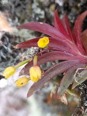 Pterostemma antioquiense