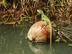 Hydrosaurus pustulatus