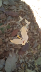 Carlowrightia arizonica