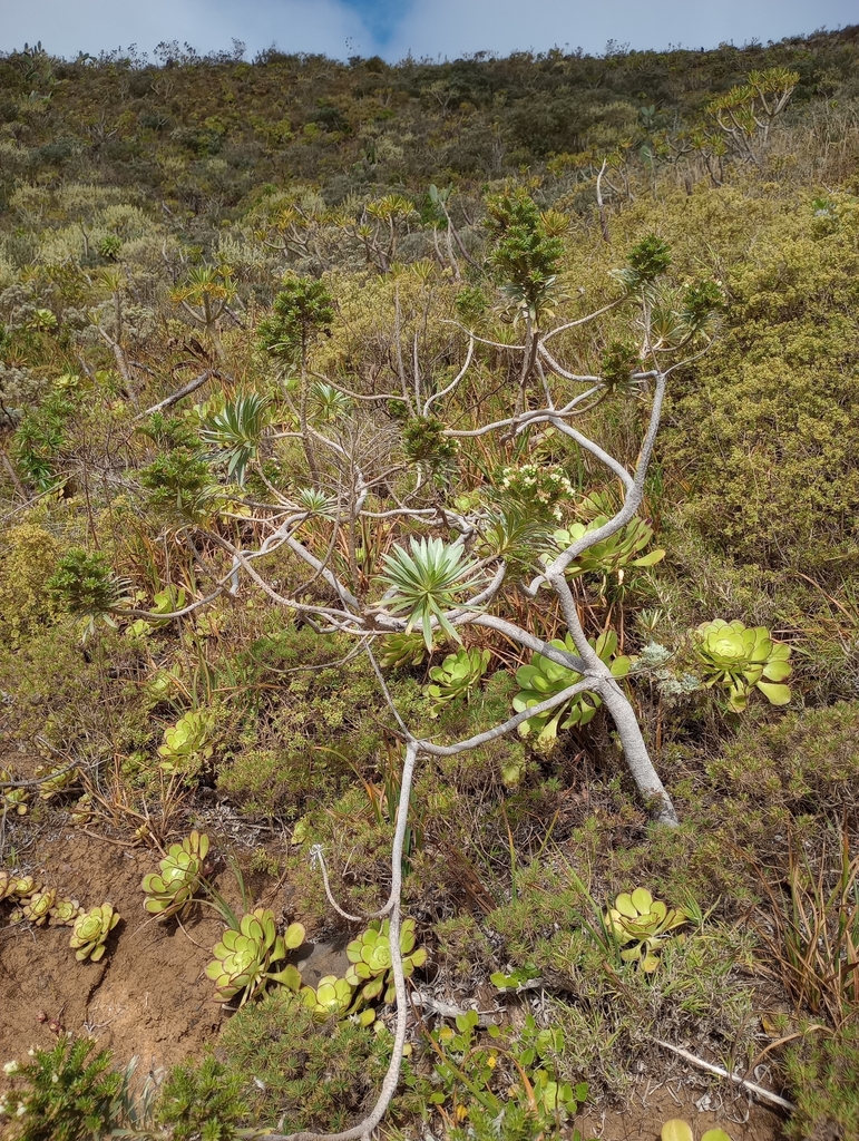 Echium leucophaeum; photograph Pablo MR, CC BY, iNaturalist via GBIF