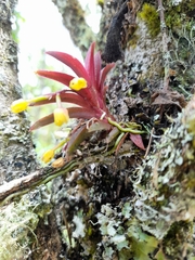 Pterostemma antioquiense