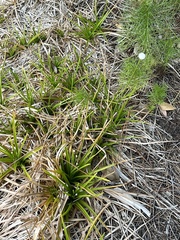 Eriocaulon decangulare image
