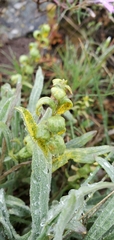 Puccinia monoica